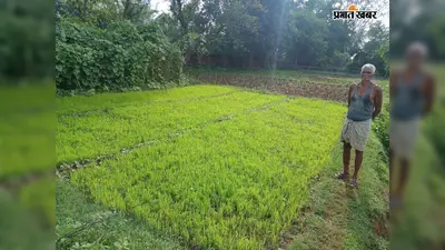 चकाई में आवारा पशुओं ने एक रात में बर्बाद की धान और मकई की फसल, किसान ने लगाई मुआवजे की गुहार
