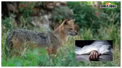 सियार के काटने से दो लोगों की मौत, आधा दर्जन लोग पहले भी हो चुके हैं शिकार