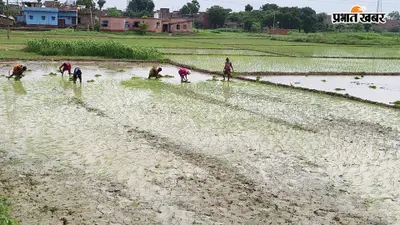 शेखपुरा : शेखोपुरसराय में बारिश नहीं होने से धान की रोपाई प्रभावित,, बोरिंग और डीजल के सहारे खेती को मजबूर किसान