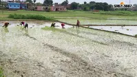 शेखपुरा : शेखोपुरसराय में बारिश नहीं होने से धान की रोपाई प्रभावित,, बोरिंग और डीजल के सहारे खेती को मजबूर किसान