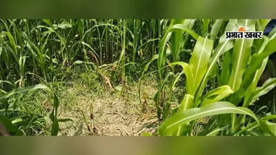मक्के के खेत में मिली अर्धबेहोश नाबालिग छात्रा, दो नामजद और दो अज्ञात के खिलाफ FIR दर्ज