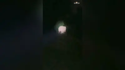 चांडिल में जंगली हाथियों का कहर, पुरियारा में फसल रौंदी