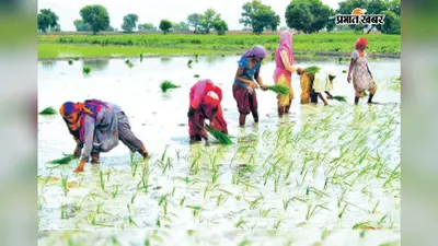 चार दिनों की बारिश से जहानाबाद में धानरोपनी ने पकड़ी रफ्तार, 29 से बढ़कर 45 प्रतिशत पहुंचा आंकड़ा