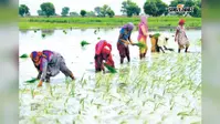 चार दिनों की बारिश से जहानाबाद में धानरोपनी ने पकड़ी रफ्तार, 29 से बढ़कर 45 प्रतिशत पहुंचा आंकड़ा