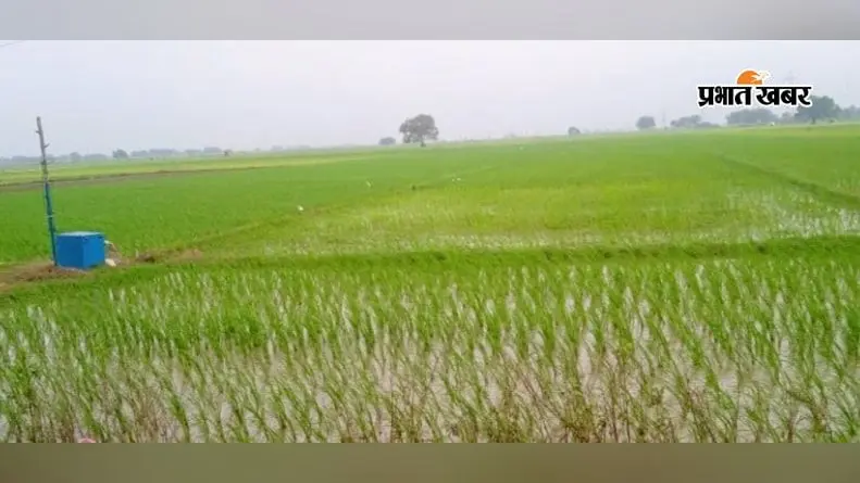 डुमरांव में धान रोपनी ने पकड़ी रफ्तार, 66% खेती पूरी, बारिश थमने से बढ़ी किसानों की चिंता
