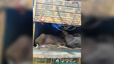 पाठामारी पुलिस की बड़ी कार्रवाई, असम जा रहे ट्रक से 37 भैंस बरामद; चालक हिरासत में