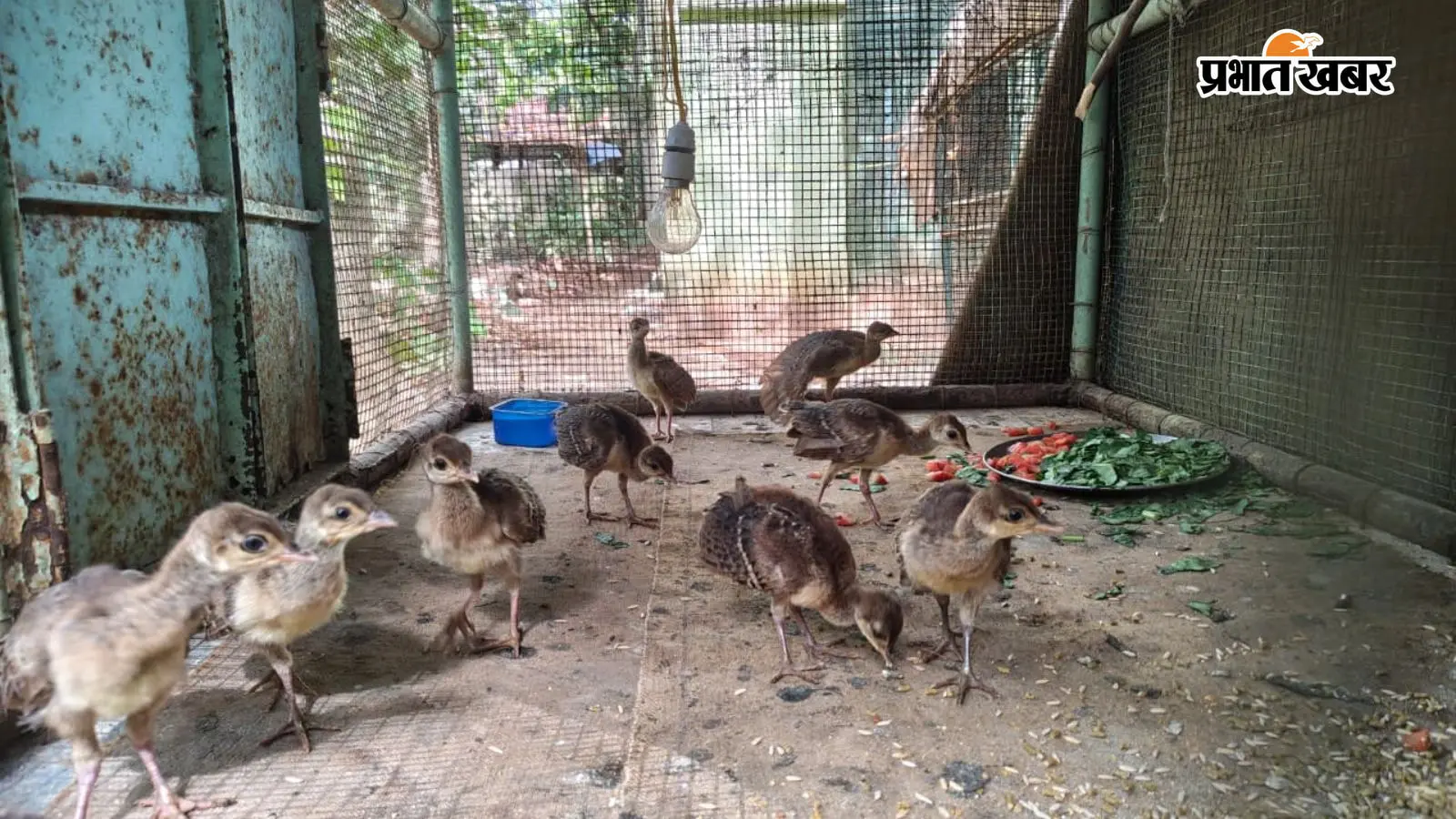 मोर के चूजे मोर के चूजे