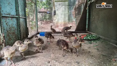 बिरसा जैविक उद्यान में आर्टिफिशियल इन्क्यूबेशन से 18 मोर के चूजों का जन्म