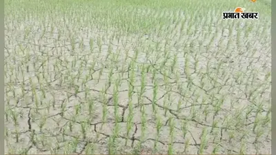 दरभंगा में मानसून की बेरुखी, खेतों में पड़ने लगी दरारें, मुरझाने लगे धान के पौधे