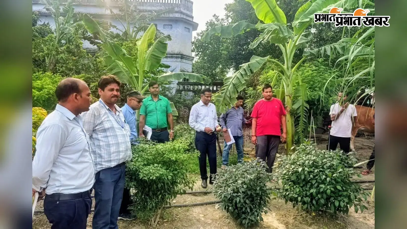 कृषि फॉर्म का निरीक्षण करते ज्वाइंट डायरेक्टर अजय सिंह व अन्य कृषि फॉर्म का निरीक्षण करते ज्वाइंट डायरेक्टर अजय सिंह व अन्य