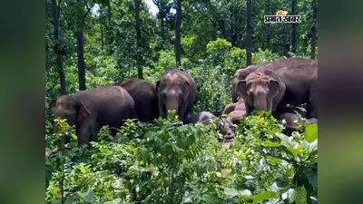 बोकारो के चार क्षेत्रों में बनेगा हाथी कॉरिडोर, मानव-वन्यजीव संघर्ष में आएगी कमी