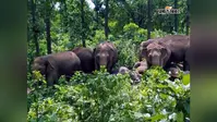 बोकारो के चार क्षेत्रों में बनेगा हाथी कॉरिडोर, मानव-वन्यजीव संघर्ष में आएगी कमी