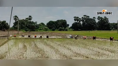 अच्छी बारिश से मुंगेर में धानरोपनी ने पकड़ी रफ्तार, 52.93% लक्ष्य पूरा; असरगंज में सूखे से किसान अब भी परेशान