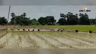 दो दिन की बारिश से रफ्तार पकड़ रही धनरोपनी, मुंगेर जिले में 53% धान रोपाई पूरी, किसानों के चेहरे खिले