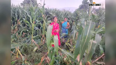 गोला में गजराज का आतंक, हाथियों ने मकई की फसल रौंदी