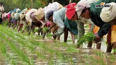 सारण में मॉनसून ने लिया यू-टर्न, सूखे जैसे हालात से किसान बेहाल, 20% खेतों में ही हो सकी धान की रोपनी