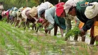 सारण में मॉनसून ने लिया यू-टर्न, सूखे जैसे हालात से किसान बेहाल, 20% खेतों में ही हो सकी धान की रोपनी