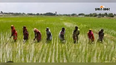 खगड़िया में धूप और कमजोर बारिश के बीच खेतों में उम्मीद की रोपाई, किसान बोले- एक बीघा धान पर 15 हजार रुपये तक खर्च