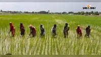 खगड़िया में धूप और कमजोर बारिश के बीच खेतों में उम्मीद की रोपाई, किसान बोले- एक बीघा धान पर 15 हजार रुपये तक खर्च