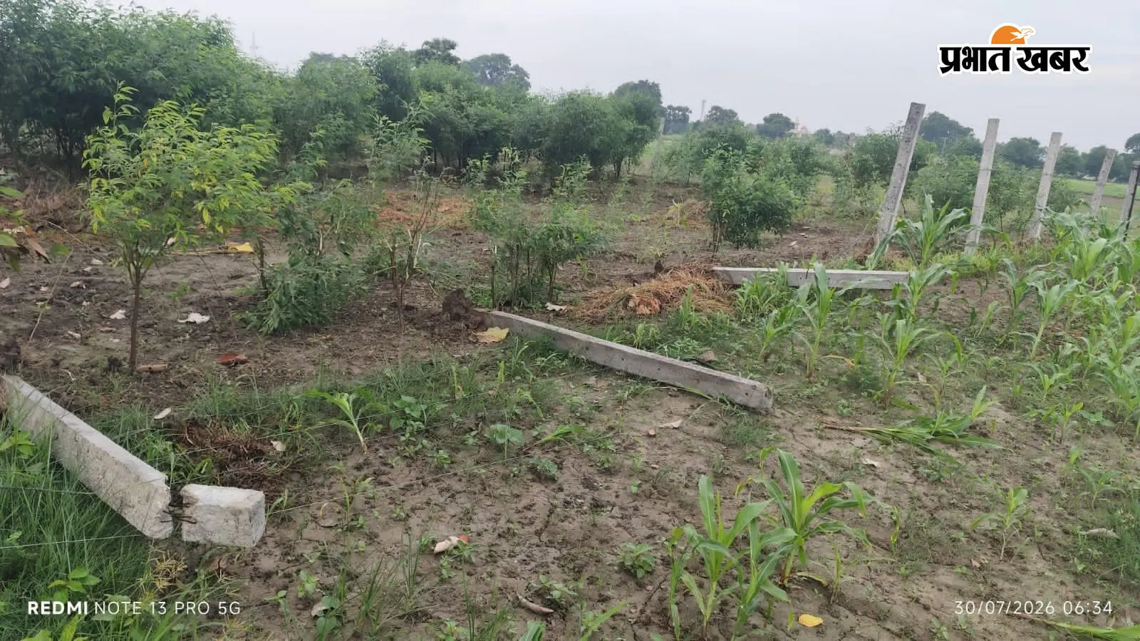 मनरेगा वृक्षारोपण योजना को नुकसान मनरेगा वृक्षारोपण योजना को नुकसान