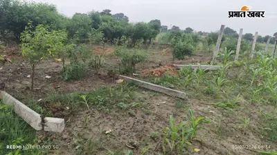 सारण में मनरेगा से लगाए पौधों का सुरक्षा घेरा तोड़ा, रात के अंधेरे में असामाजिक तत्वों की करतूत से ग्रामीणों में आक्रोश