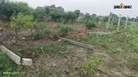सारण में मनरेगा से लगाए पौधों का सुरक्षा घेरा तोड़ा, रात के अंधेरे में असामाजिक तत्वों की करतूत से ग्रामीणों में आक्रोश