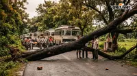 चकिया: घंघटी माई स्थान के पास सड़क पर गिरा विशाल पेड़, आधे घंटे तक केसरिया रोड रहा जाम
