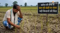 जहानाबाद : सावन में भी नहीं बरसे बादल, सूखने लगी धान की फसल, किसानों की बढ़ी चिंता