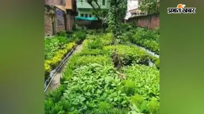 नालंदा में 10 अगस्त से शुरू होगा 5.44 लाख पौधों का महाअभियान, 227 पंचायतों में होगा पौधारोपण