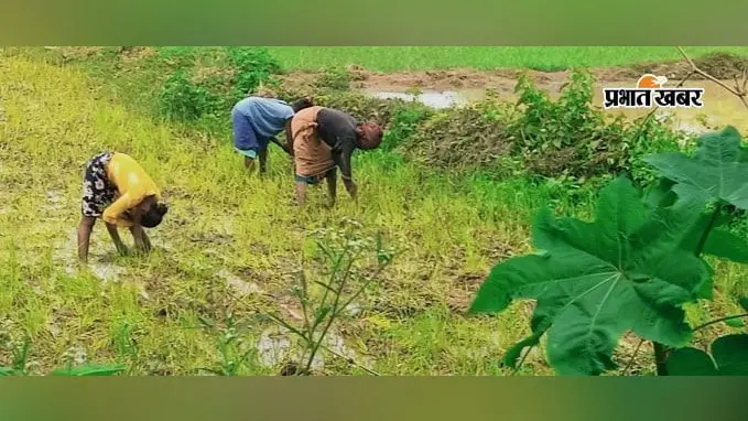 खेती करते किसान | Prabhat Khabar Network खेती करते किसान | Prabhat Khabar Network