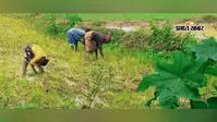 चक्रवाती वर्षा के बाद फिर से खेती कामों में आई तेजी, बाजार में पसरा रहा सन्नाटा