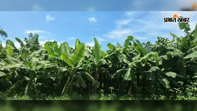 केलांचल में सिमट रही केले की खेती, गलवा रोग और प्राकृतिक आपदाओं ने तोड़ी किसानों की कमर