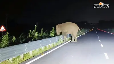 महलीडीह में हाथियों का तांडव, कई किसानों की तैयार फसलें रौंदी