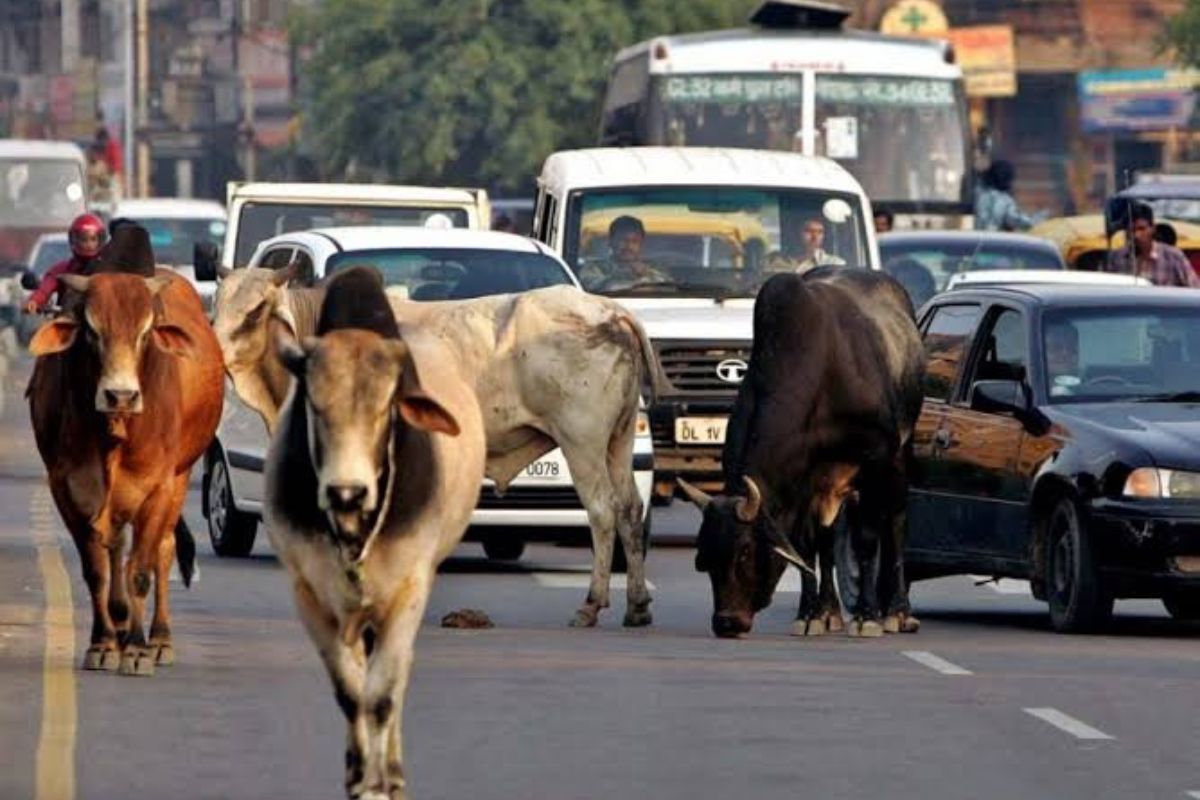 स्मार्ट सिटी में आवारा पशुओं से बढ़ रहे हादसे, 12 साल बाद भी नगर निगम नहीं बना सका स्थायी व्यवस्था