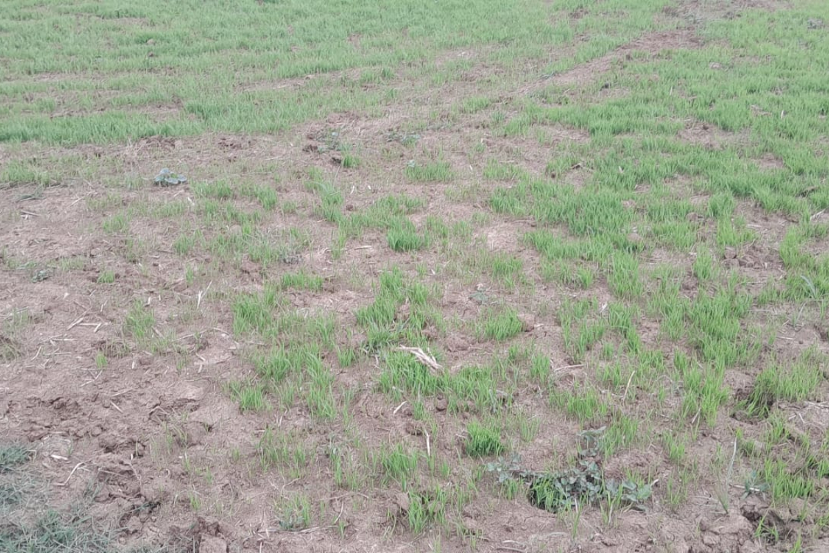 मानसून की बेरुखी से सूख रहे धान के बिचड़े, बारिश नहीं हुई तो खेती पर गहराएगा संकट