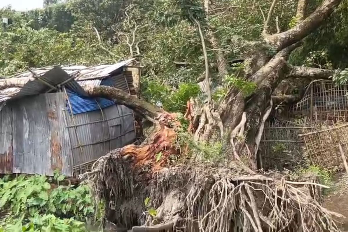 100 साल पुराने पेड़ के गिरने से उजड़ गए कई आशियाने: बारसोई में आंधी-बारिश का कहर