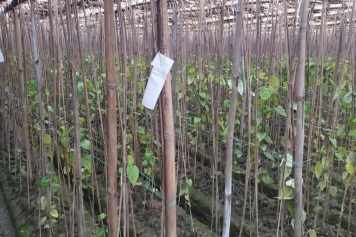 बनारस और गया मंडियों में नालंदा के मगही पान की धूम, किसानों को मिल रहे बेहतर दाम, 400 बीघे में हो रही खेती