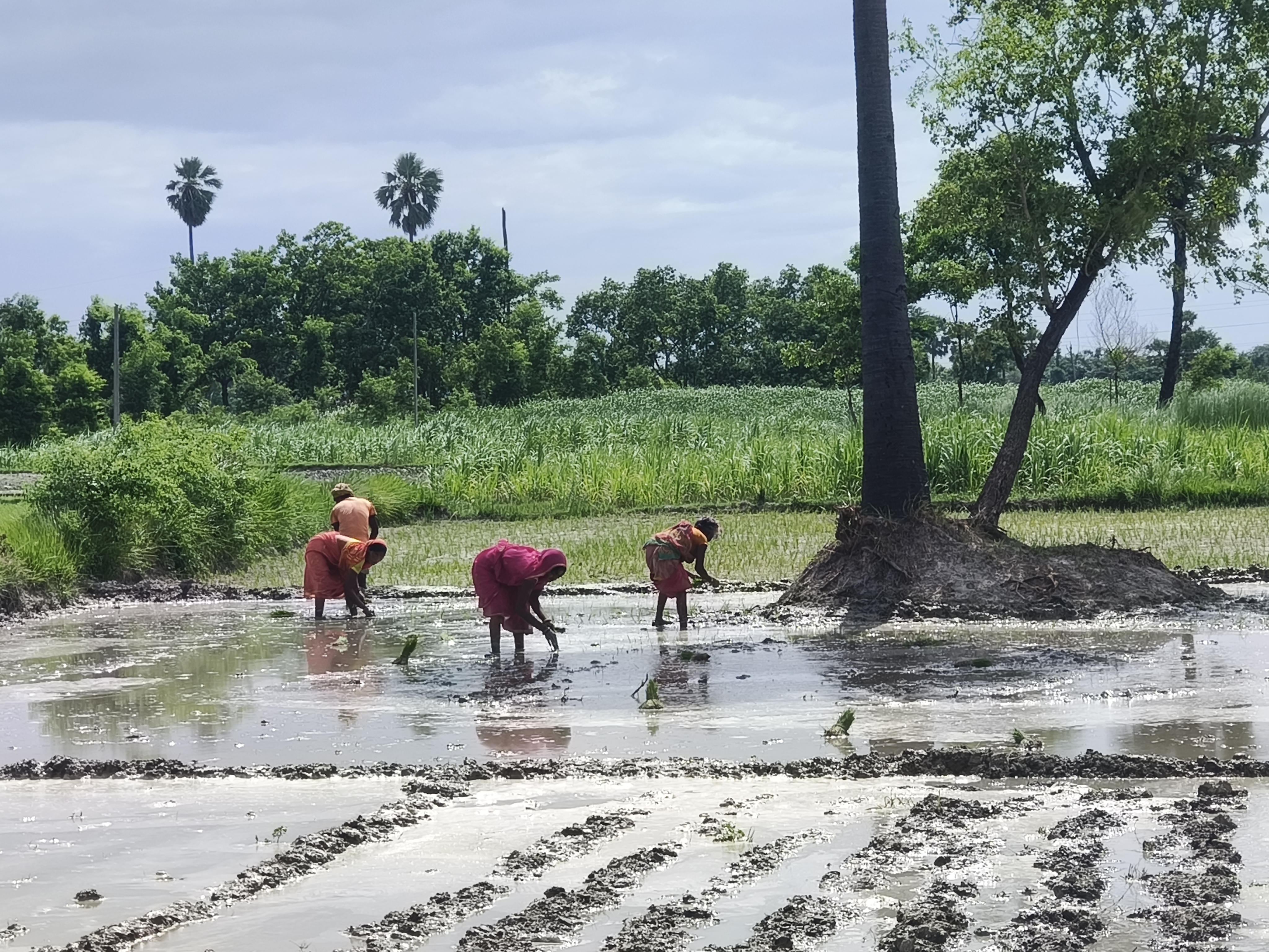 बारिश ने छोड़ा साथ, कोटवा के किसान मोटर से कर रहे धान की रोपाई, सरकार से डीजल अनुदान की मांग