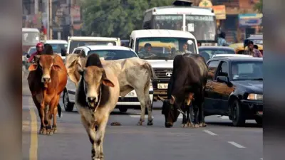 स्मार्ट सिटी में आवारा पशुओं से बढ़ रहे हादसे, 12 साल बाद भी नगर निगम नहीं बना सका स्थायी व्यवस्था