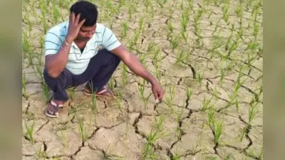 भागलपुर में मानसून की बेरुखी से धान की खेती पर संकट, किसानों को कृषि वैज्ञानिकों की बड़ी सलाह