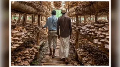औषधीय मशरूम की खेती से हर महीने 40 हजार तक कमाई, पूसा विश्वविद्यालय देगा मुफ्त प्रशिक्षण