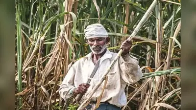 बिहार के गन्ना किसानों के लिए बड़ी खुशखबरी, पहली बार खुलेंगी 44 हाईटेक नर्सरी, जानिए सम्राट सरकार का पूरा प्लान