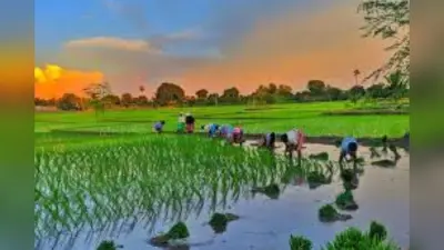 आद्रा नक्षत्र में भी नहीं हुआ बारिश, बक्सर के किसान परेशान, धान की रोपनी पर मंडराया संकट
