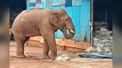 चाकुलिया में गजराज का आतंक, तीन दिन से लगातार मचा रहा उत्पात
