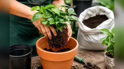 पौधे को छोटे गमले से बड़े गमले में कब और कैसे करें शिफ्ट? जानिए आसान तरीका