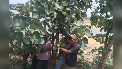 पलाश के पेड़ों से चमकी किस्मत: पलामू के मनातू में लाह खेती से 12 लाख रुपये सालाना कमा रहे ग्रामीण