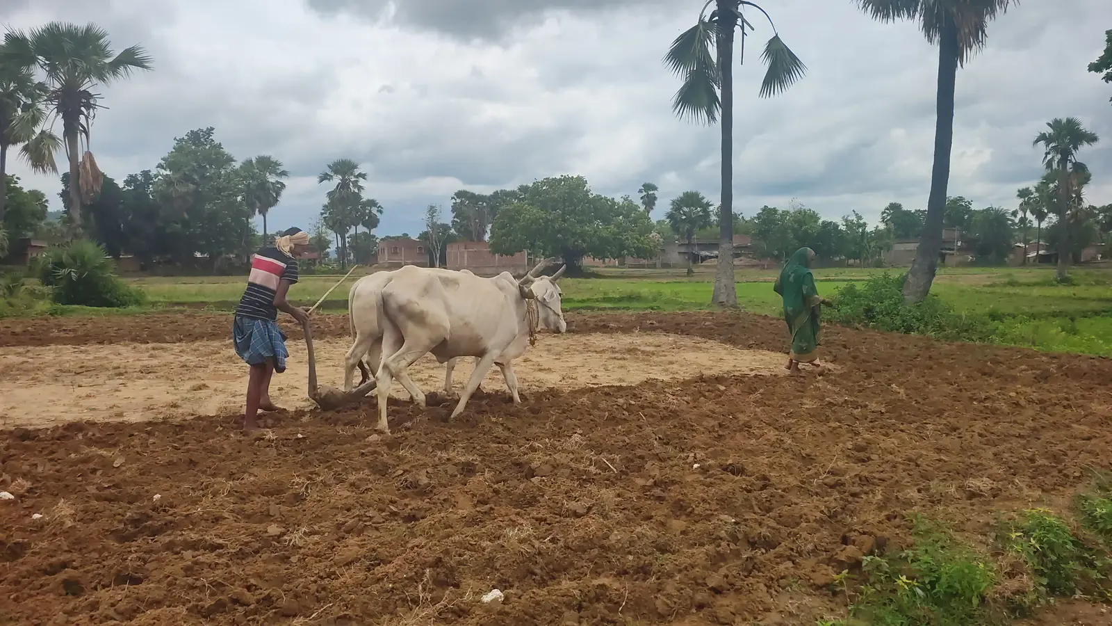 नवादा में बारिश ने बदली किसानों की तकदीर, तेज हुई धान-मक्का की बुआई, जानें अगले 7 दिनों का हाल