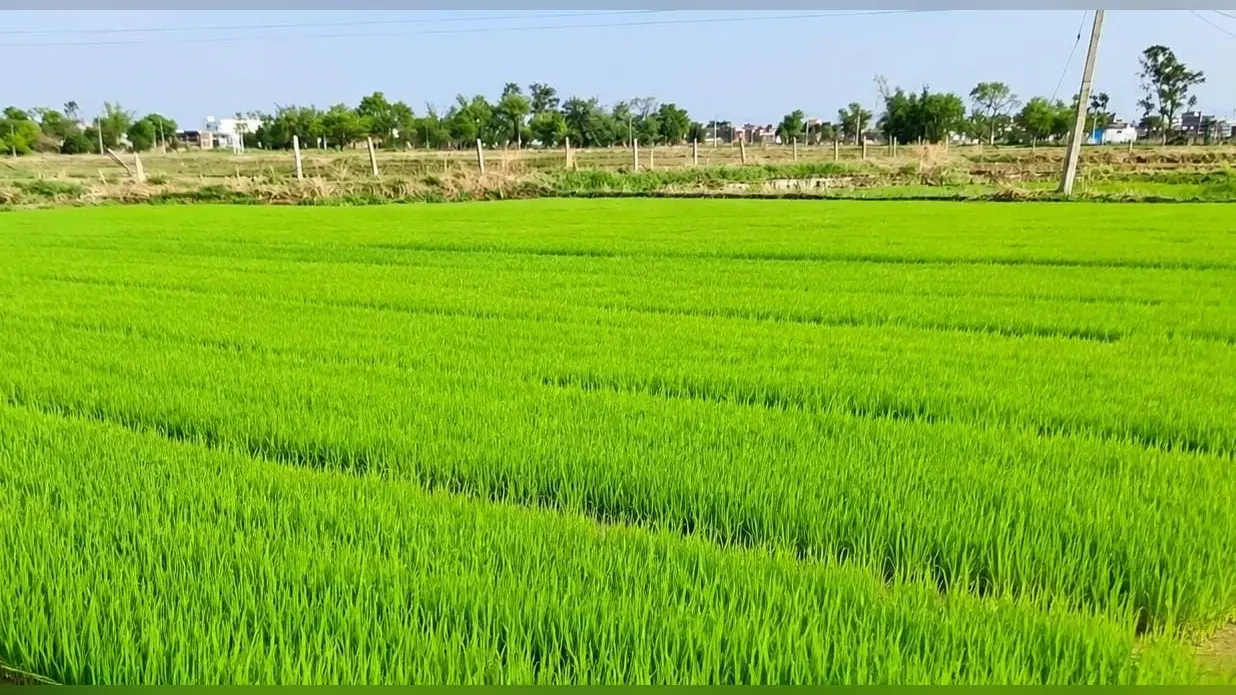 सूखे की मार से रोहतास के किसान बेहाल, धान की रोपनी पूरी तरह ठप, सामान्य वर्षो की तुलना में काफी कम बारिश