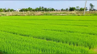 सूखे की मार से रोहतास के किसान बेहाल, धान की रोपनी पूरी तरह ठप, सामान्य वर्षो की तुलना में काफी कम बारिश