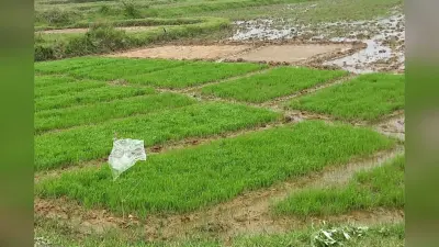 सरायकेला-खरसावां में सुस्त पड़ा मानसून, कम बारिश से धान की खेती प्रभावित